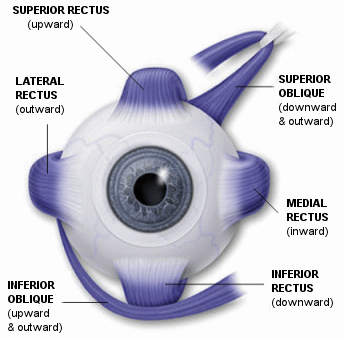 presbyopia pdf eye exercises convergence divergence